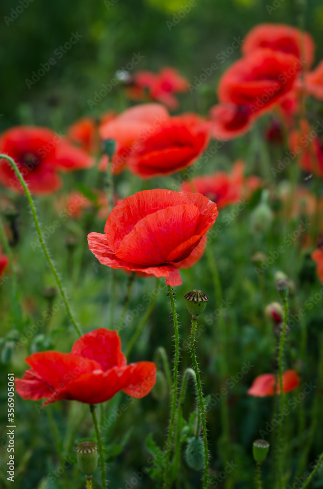 Fototapeta premium red poppy flower