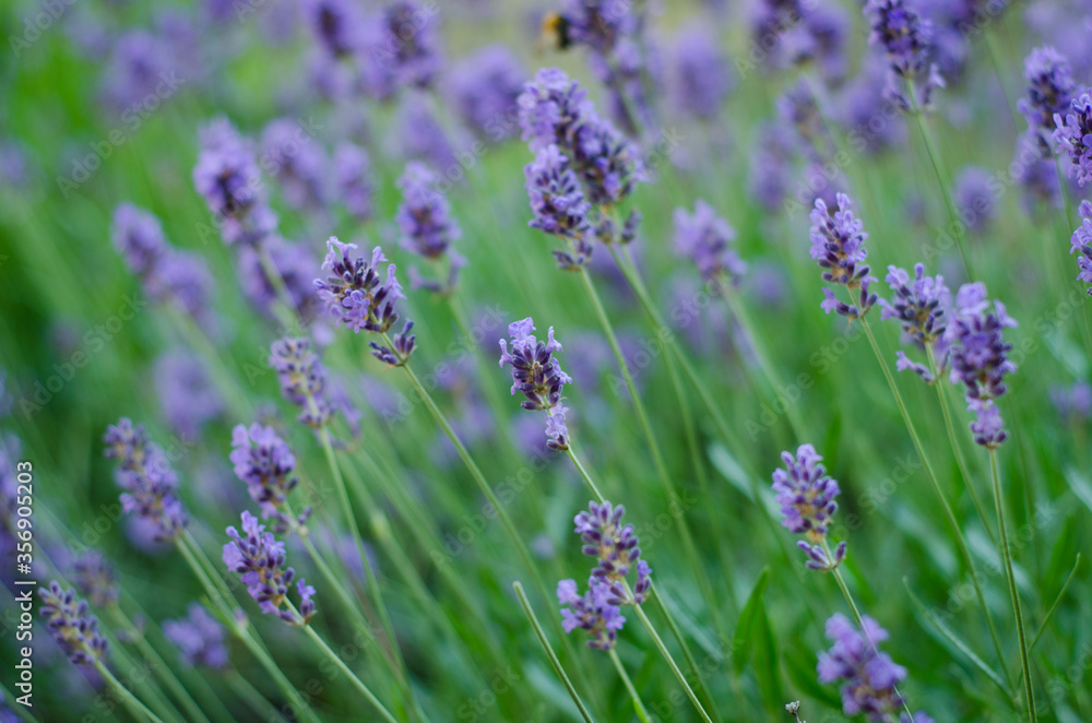 Obraz premium lavender