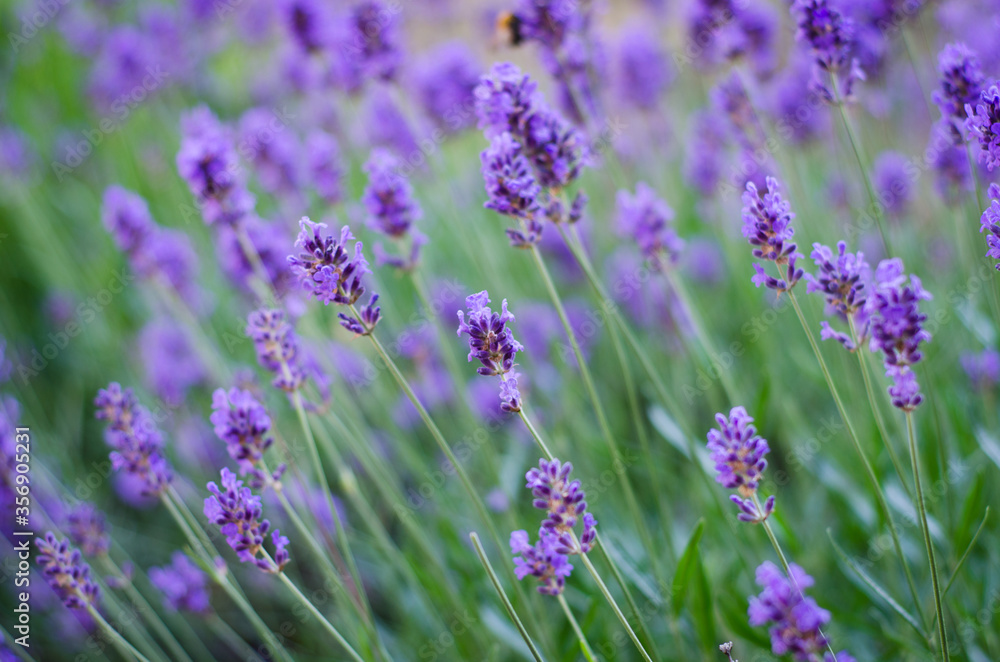 Obraz premium lavender field 