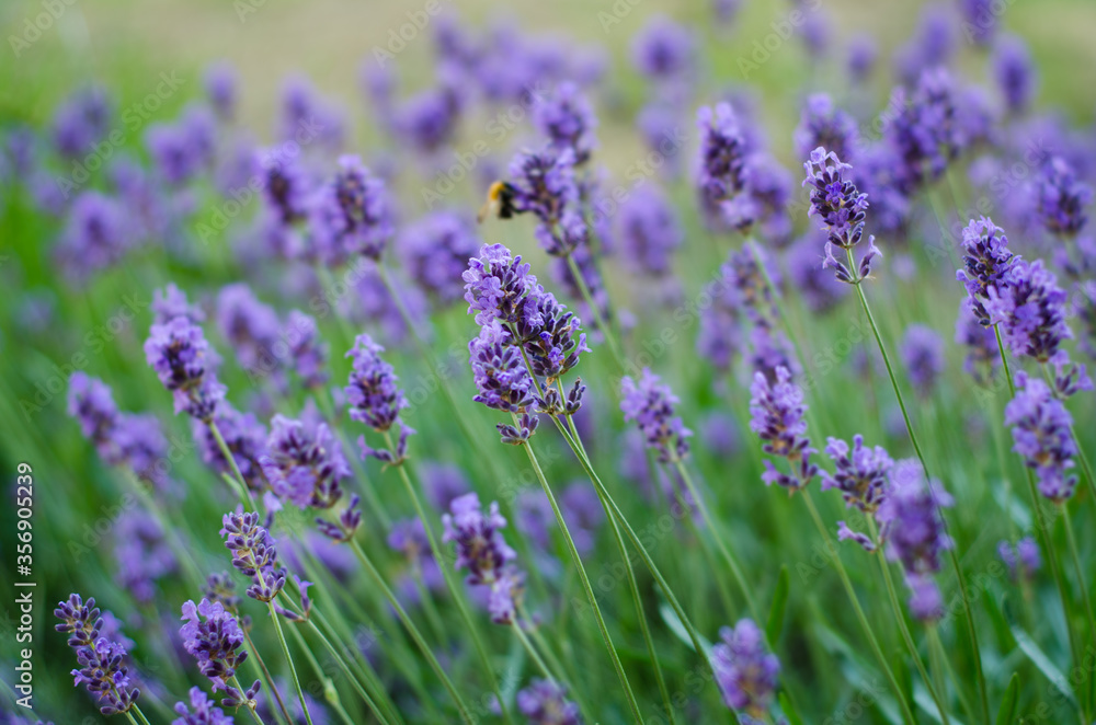 Fototapeta premium lavender field in provence