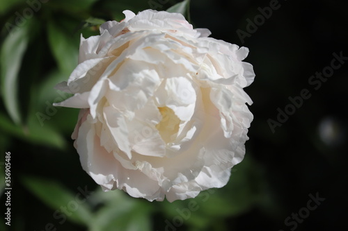 pivoine blanche