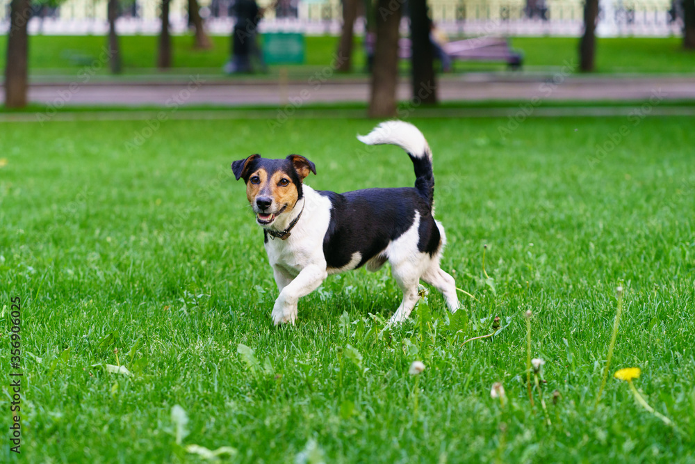 Jack Russell Terrier walkingin the city park. Green lawn. Animals theme.