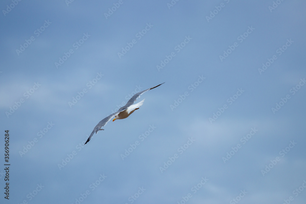 seagulls flighting over the sea