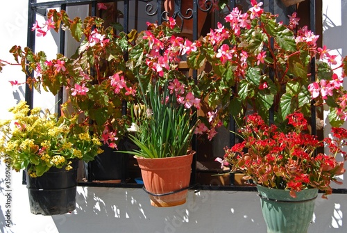 Typical window with plants in pots in a whitewashed village, Frigiliana, Andalusia, Spain.