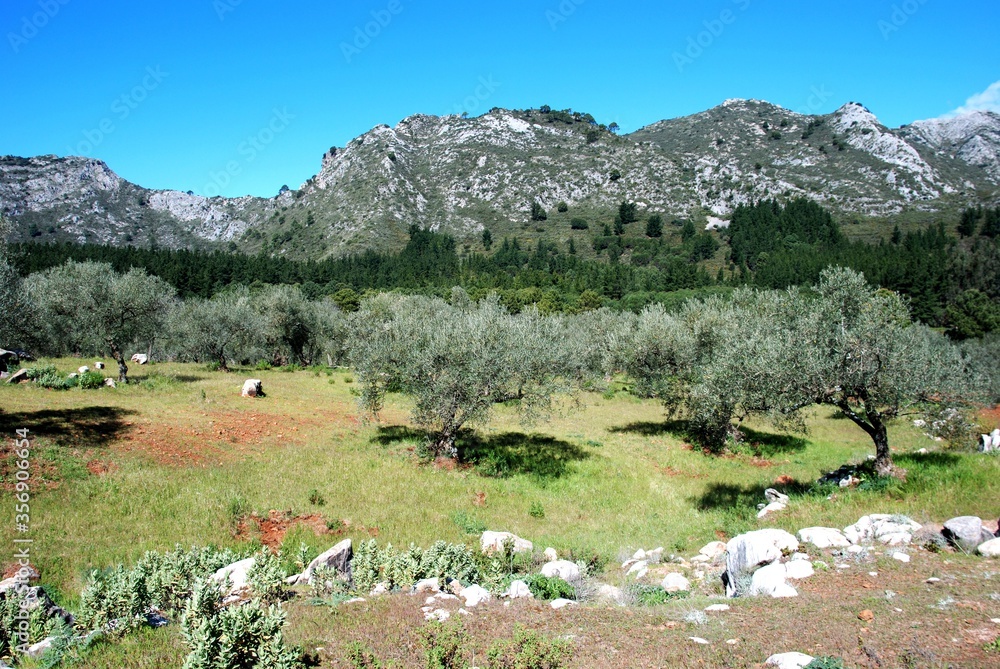 View across the olive groves towards the mountains at Refugio de Juanar near Marbella, Andalusia, Spain.