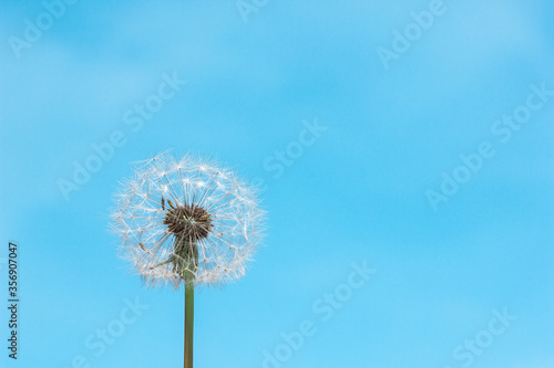 White fluffy dandelion on a blue sky background