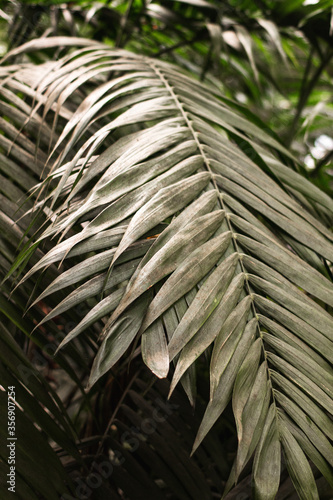 Leaves of a palm plant. Light green leaves background. Backgrounds, Rainforests, Soothing Ideas