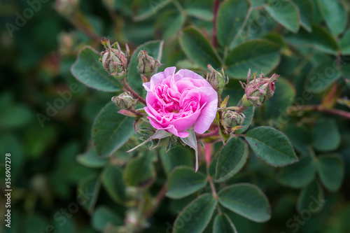 Close up view of pink oil-bearing rose (Rosa Damascena) in the rose fields near Kazanlak, Bulgaria.