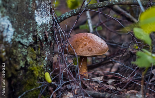 Large mushroom, birch bark, in the spring birch forest, grows in dry leaves