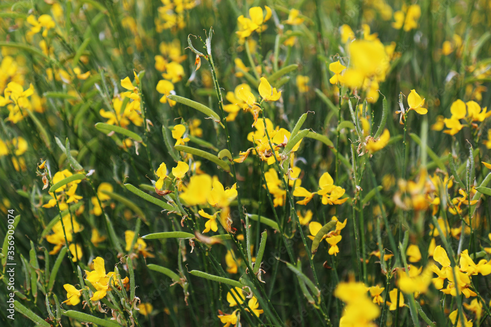 Fototapeta premium Cespugli di ginestra in fiore sulle colline modenesi
