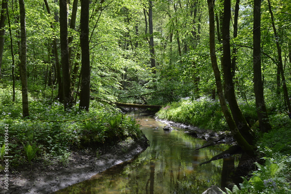 forest, trees, nature, green, river, water, landscape, tree, stream, wood, waterfall, summer, woods, spring, environment, outdoors, moss, path, leaves, creek, wild, woodland, pine, rainforest, foliage forest, trees, nature, green, river, water, landscape, tree, stream, wood, waterfall, summer, woods, spring, environment, outdoors, moss, path, leaves, creek, wild, woodland, pine, rainforest, foliage