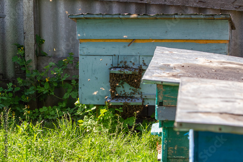 A large beehive with honey bees of the Apidae family stands on the grass in a large apiary