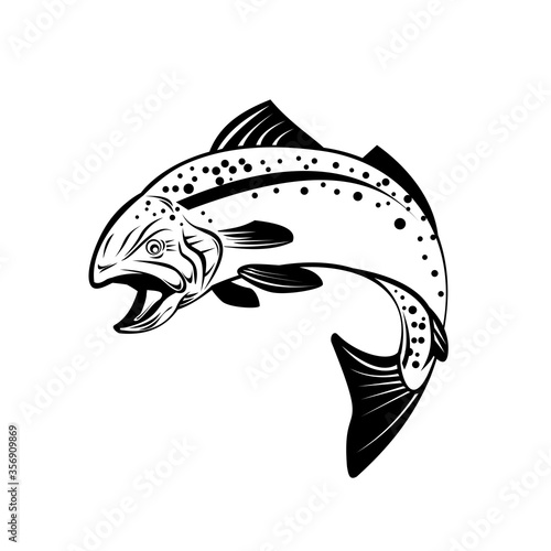 Speckled Trout Spotted Seatrout or Cynoscion Nebulosus Jumping Up Retro Black and White photo
