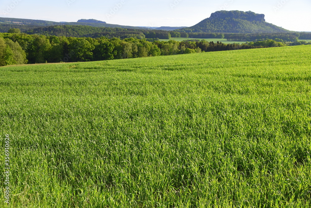 Saftig grüne Felder mit dem rechtselbigen Tafelberg Lilienstein im Hintergrund