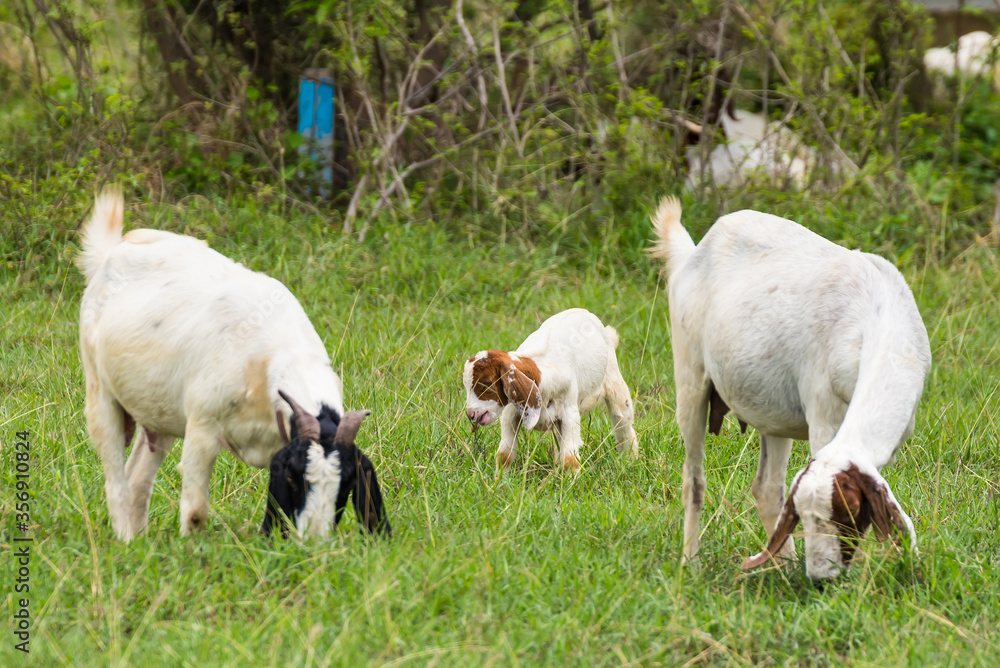 Obraz premium Goats in the pasture of organic farm in thailand.