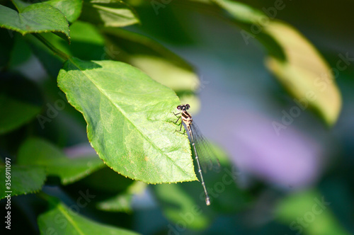dragonfly on leaf © BillyKrissada