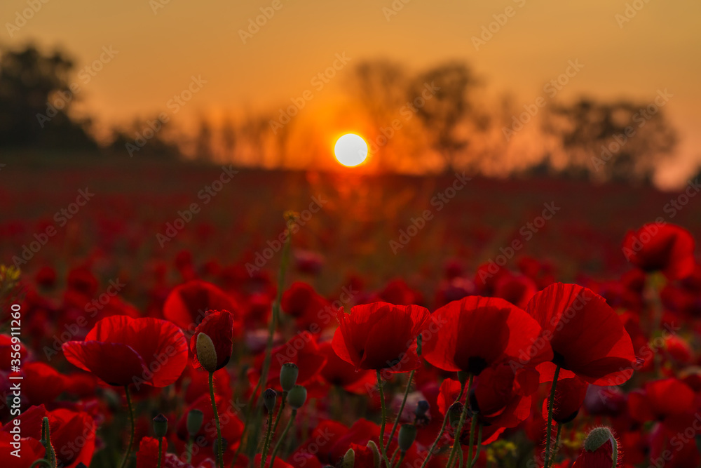 sonnenaufgang am Mohnfeld