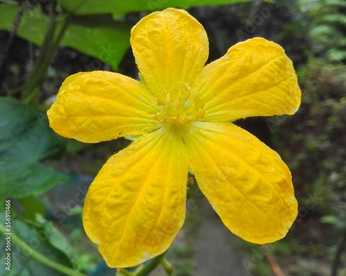 Yellow flowers is naturally beautiful 