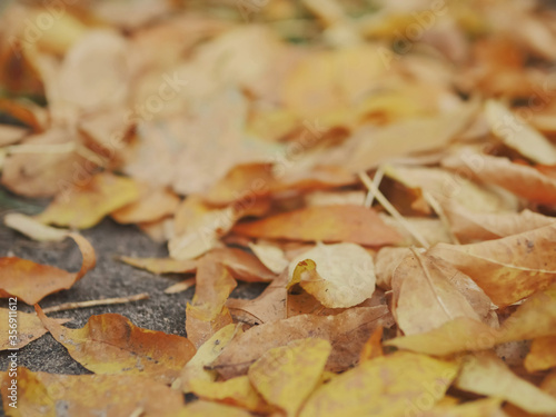 Yellow leafs on a ground, Selective focus, Abstract autumn background.