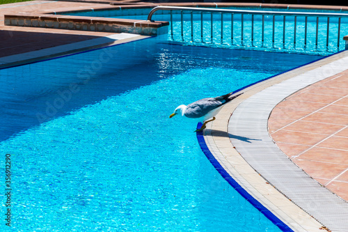 single seagull having fun by the blue pool