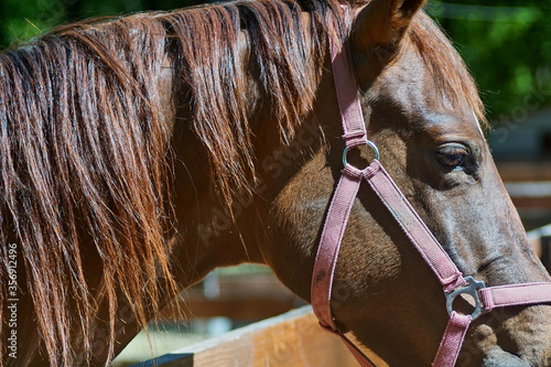 Brown horse in the paddock. The animal in the oopark. Captivity. High quality photo