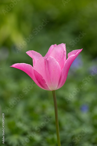 Pink tulip in flower