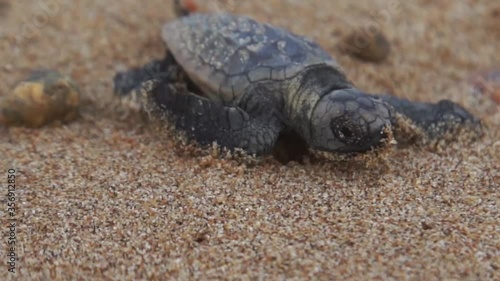 small tiny baby turtle crawling on the beach sand to the ocean  beautiful wild animal beauty in nature Australia no people close-up