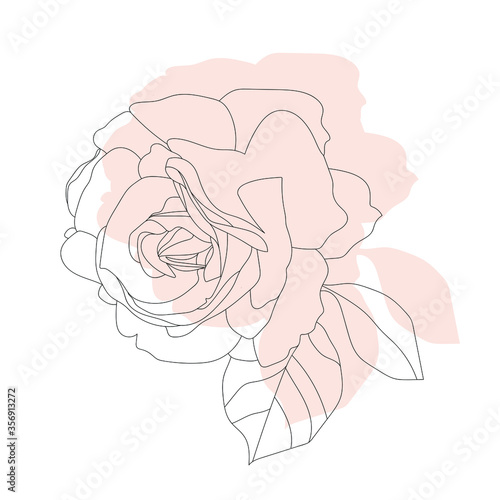 Botany.Image of a flower - tea rose. Vector composition. Pattern.Black and white graphics.