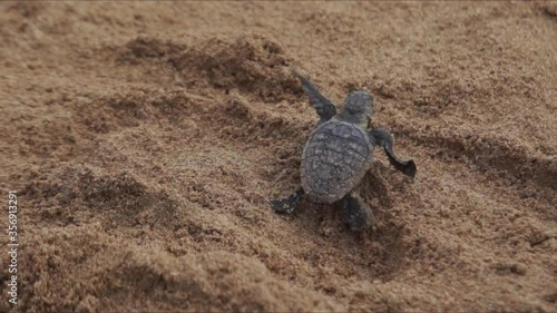 small tiny baby turtle crawling on the beach sand to the ocean  beautiful wild animal beauty in nature Australia no people you can make it