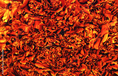  Abstract orange flower