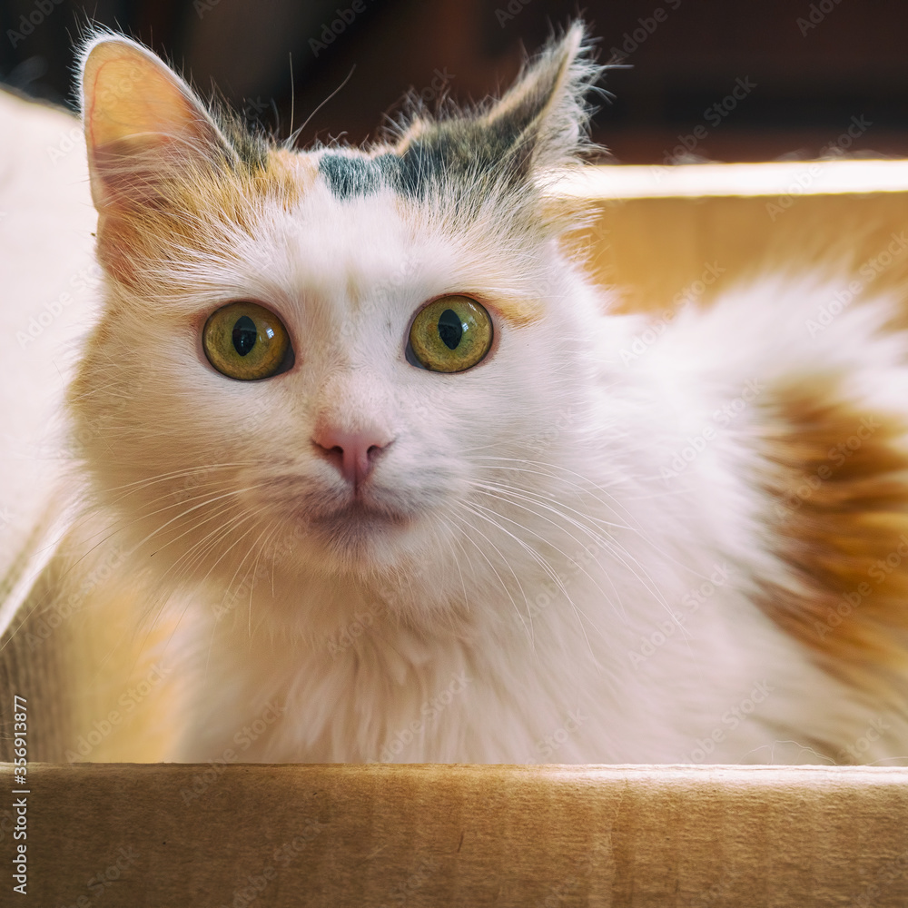 Obraz premium A white and red cat is sitting in a cardboard box