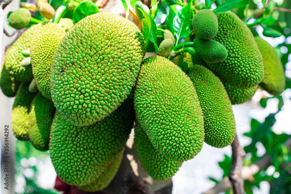 jackfruit jackfruit