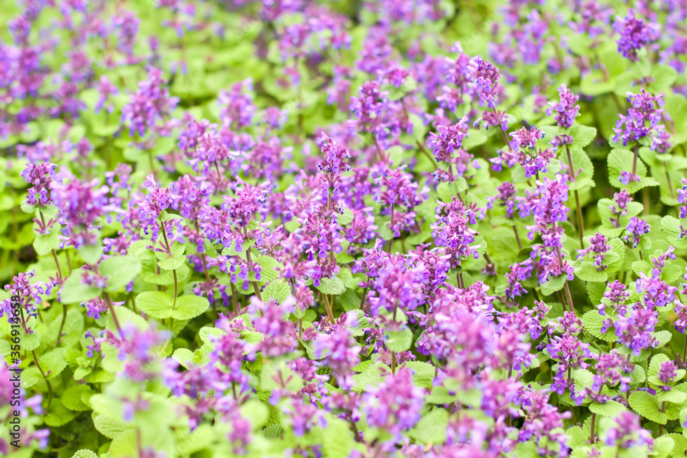 Beautiful violet flowers in blossom, summer blossom wallpaper