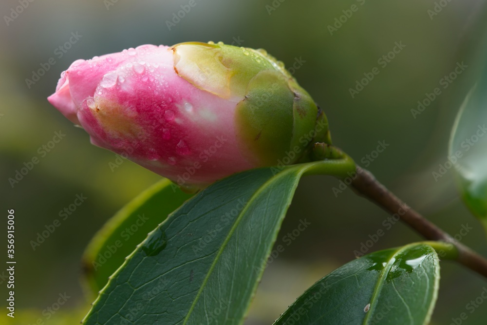 Close up of pink and white Camelia flower and buds Close up of pink and white Camelia flower and buds