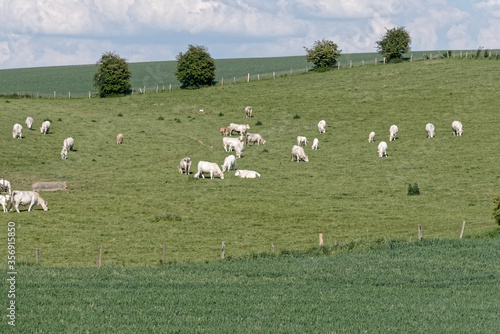 Troupeau de bovins charolais broute dans la prairie - Pas-de-Calais - France