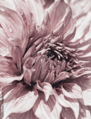 Stylized Dahlia Flower Closeup