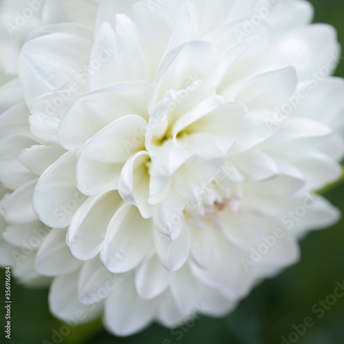 White Dahlia Flower Closeup 