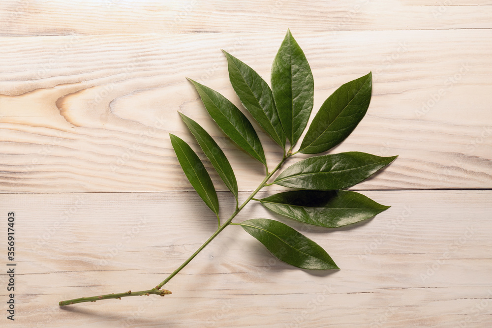 Branch of fresh bay leaves on wood background Branch of fresh bay leaves on wood background