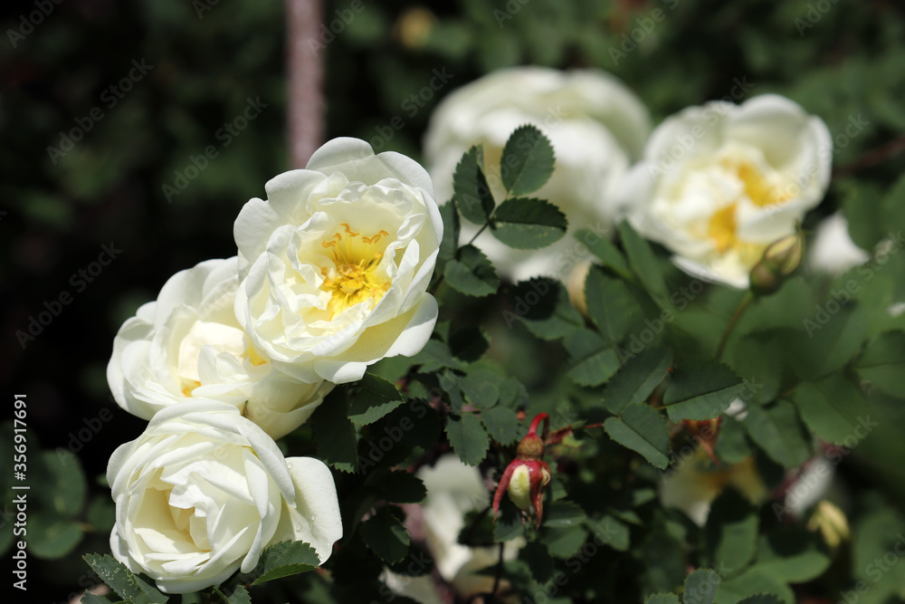 Flowers of white rose bloom on a bush. Beauty of summer nature Flowers of white rose bloom on a bush. Beauty of summer nature