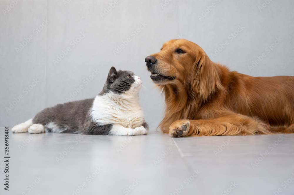 British Shorthair and Golden Retriever