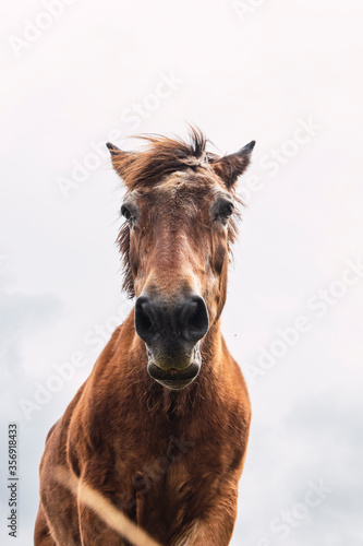 Portrait of a brown horse from below with white cloudy sky as background