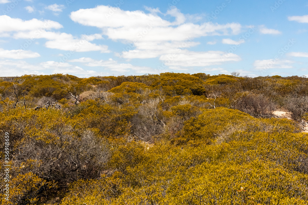Cliff at the sea with dry vegetation at Kalbarri national park, west coast, Western Australia WA, Australia