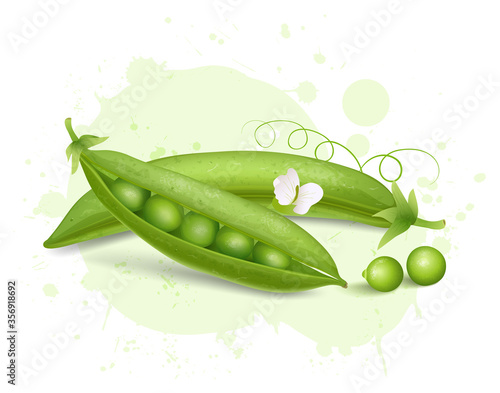 pea beans vector illustration with pea flower