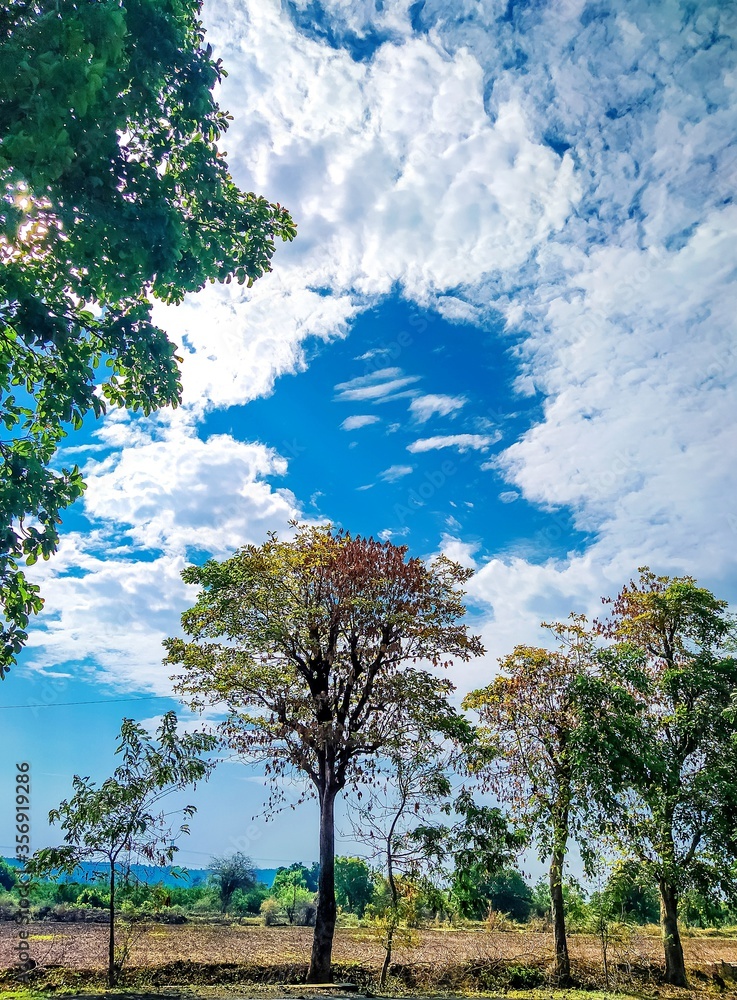 tree in the field under the cloudy blue sky