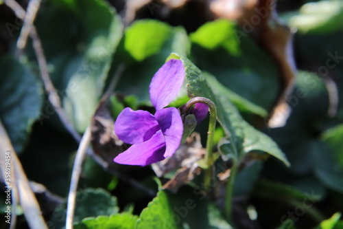 fiori