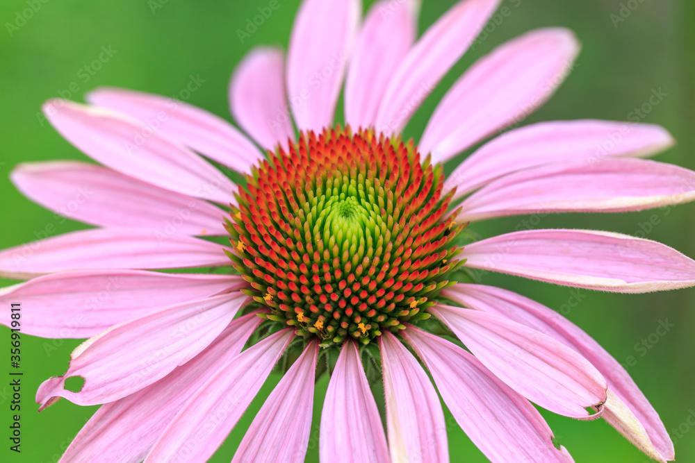 Purple sun hat Echinacea purpurea in garden Purple sun hat Echinacea purpurea in garden
