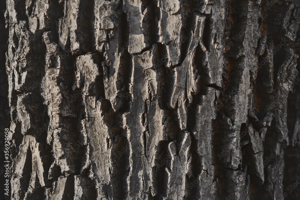 Gray with age, the old rough bark of a large century-old oak, illuminated by light. Gray with age, the old rough bark of a large century-old oak, illuminated by light.