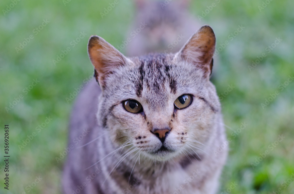 Naklejka premium cat portrait with piercing gaze