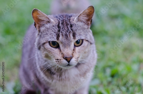 cat portrait with piercing gaze