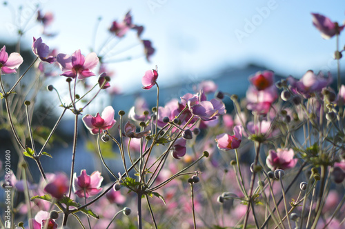 Pink flowers, blue sky in summer.